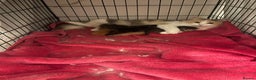 Mixed Breed cats for sale: 5 beautiful kitties  - Advert 10