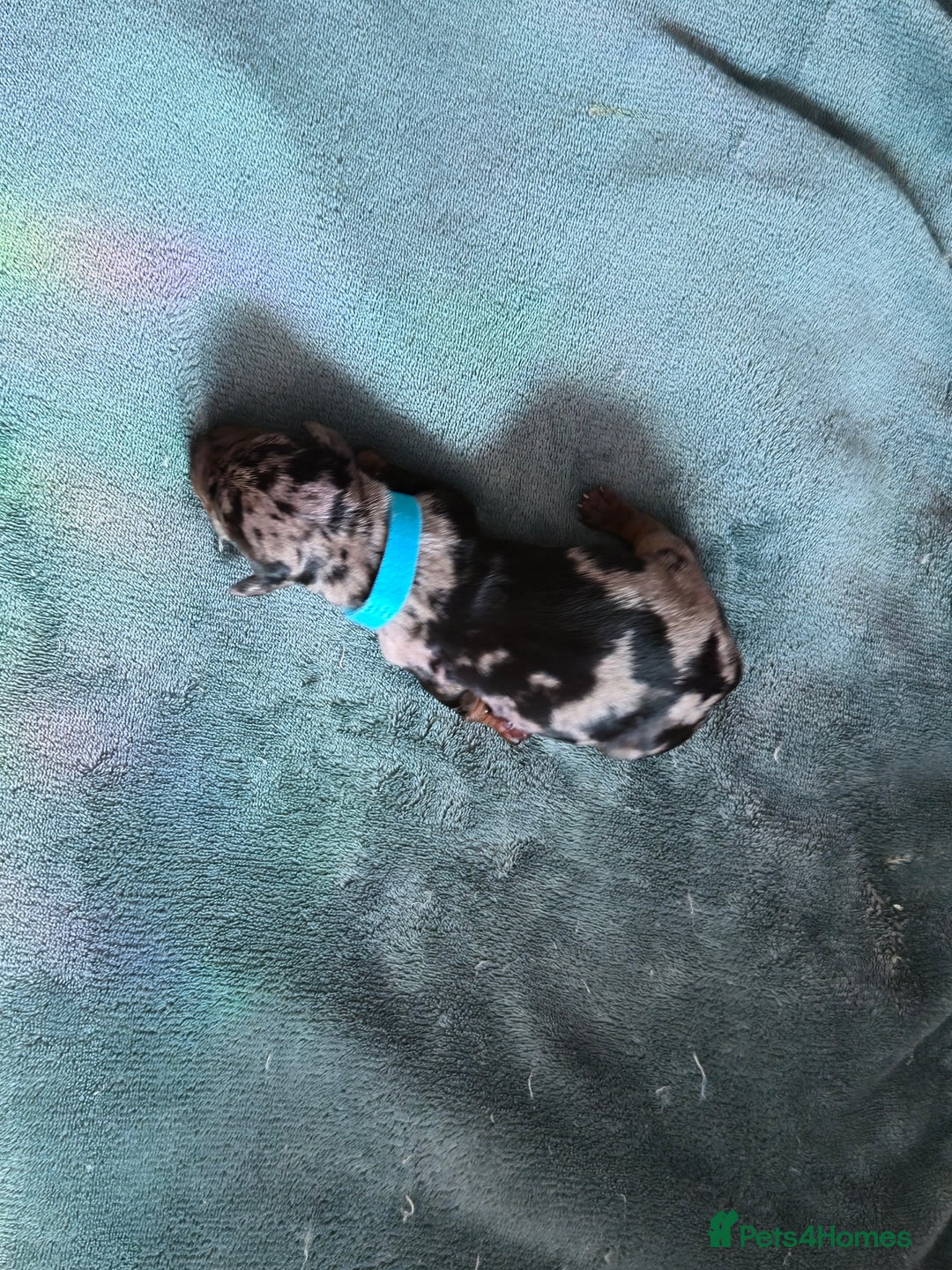 Dachshund dogs for sale: Beautiful Dachshund Pups - Image 6