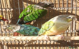 Parakeets birds for sale: Beautiful conure mutations £90 each or all £200 in Bradford - Image 1