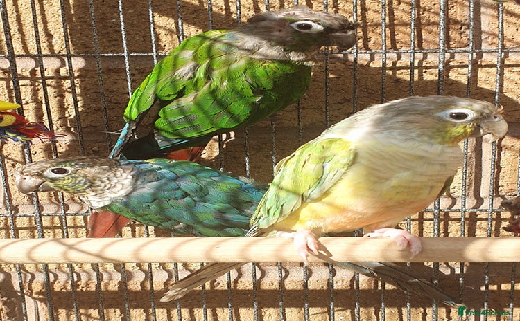 Parakeets birds in Bradford - Advert 9
