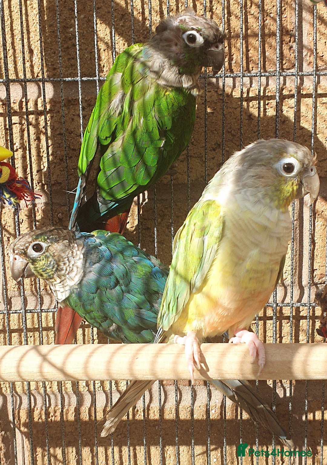 Parakeets birds for sale: Beautiful conure mutations £90 each or all £200 in Bradford - Image 1