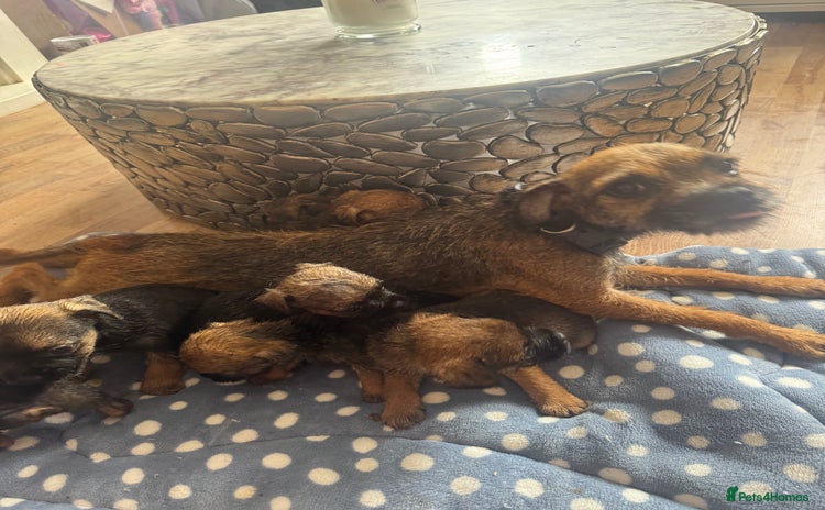 Border Terrier dogs - Advert 1