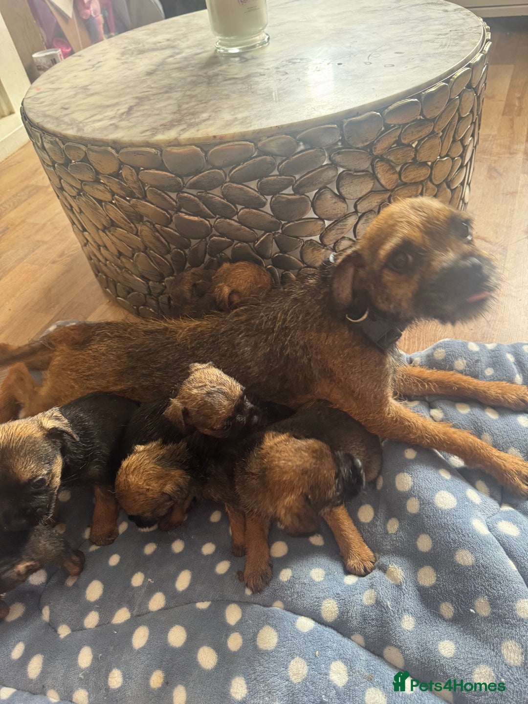Border Terrier dogs for sale: Beautiful litter of 7 border terrier puppies KC  - Image 1