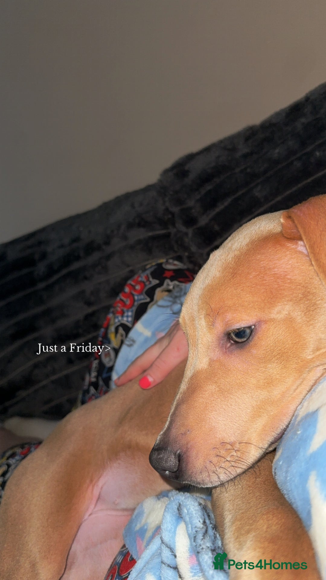 Mixed Breed dogs for sale: Betsy  - Advert 4