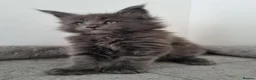 Maine Coon cats for sale: King size Purebred Maine Coon kittens  in Glasgow - Advert 3