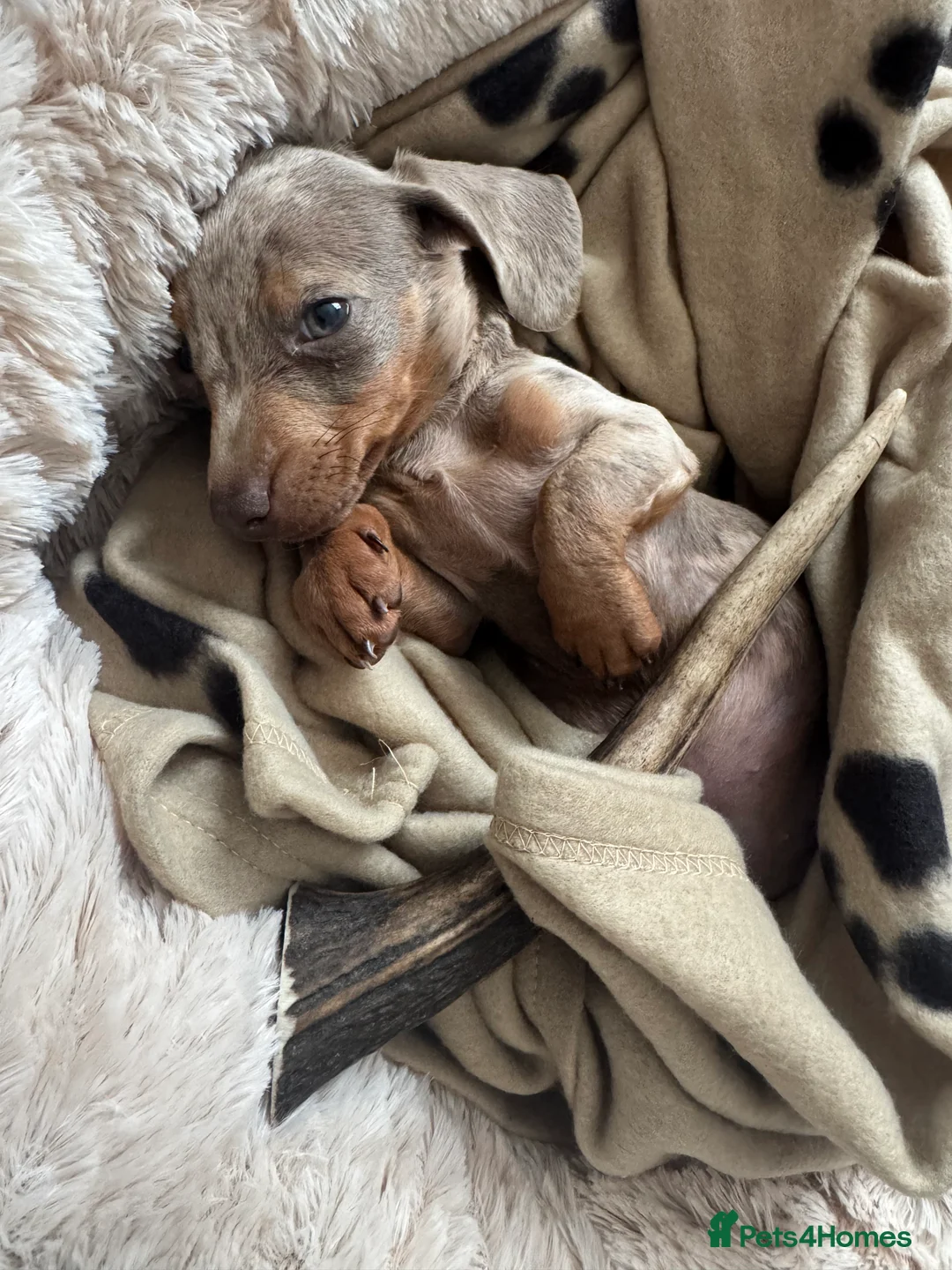 Miniature Dachshund dogs for sale: Miniature Dachshund  - Advert 2