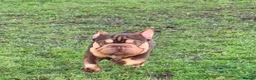 French Bulldog dogs for sale: Rojo and tan french bulldog  - Advert 4