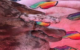 Miniature Dachshund dogs for sale: Miniature dachshund puppies for sale  - Image 4