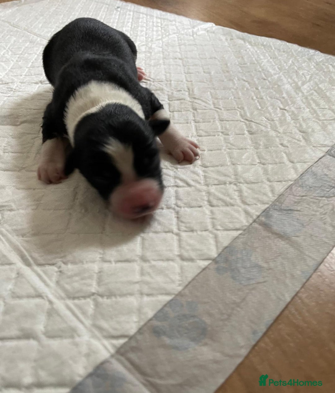 Australian Shepherd dogs for sale: *3 LEFT* Australian shepherd puppies for sale  - Image 8