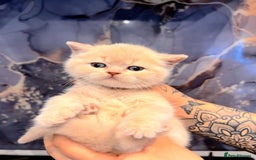 British Shorthair cats for sale: READY TO GO - Pedigree British Shorthair Kittens! - Image 1