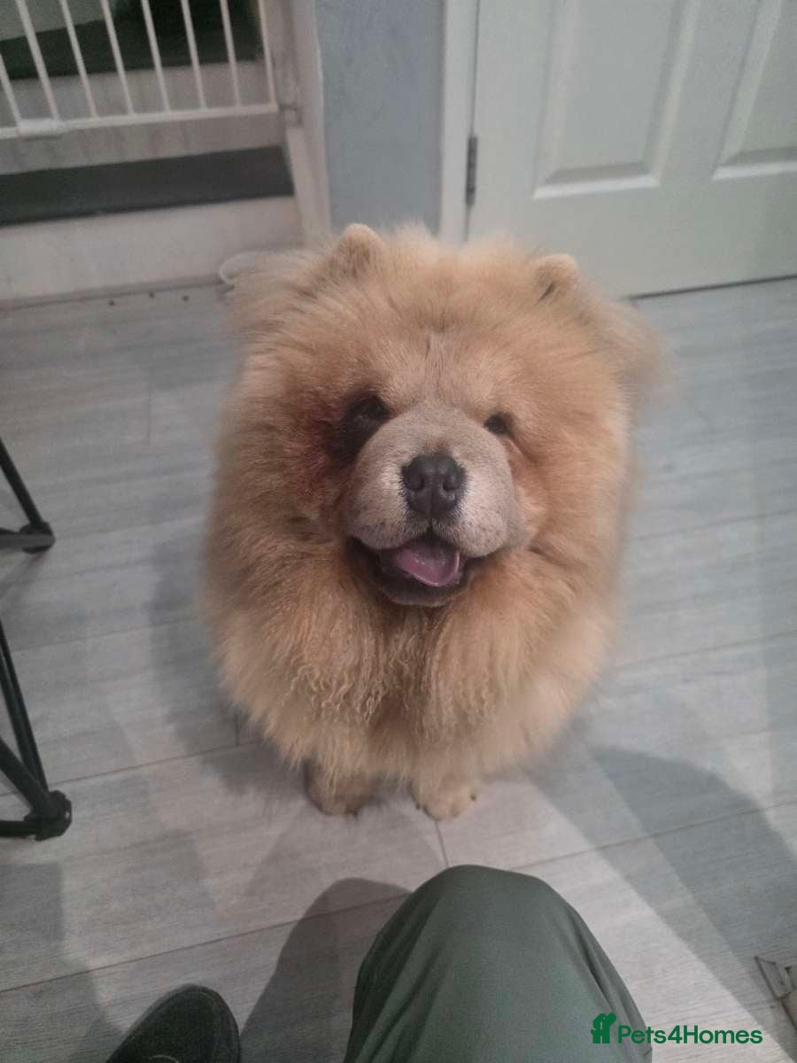 Chow Chow dogs Gorgeous Chow Girl Looking for a New Home - Advert 3