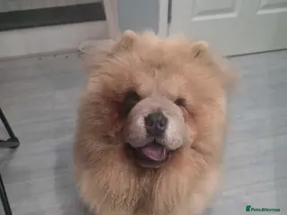 Chow Chow dogs Gorgeous Chow Girl Looking for a New Home - Advert 3