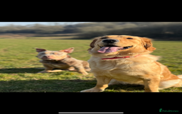Golden Retriever dogs for sale: Golden Retriever Looking for a Loving Home 🐾 - Image 2