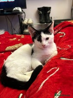 British Shorthair cats - Advert 1