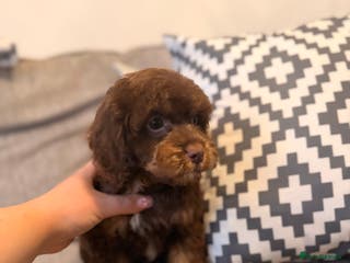 Cockapoo dogs LAST BOY- Health Tested toy cockerpoos - Advert 1