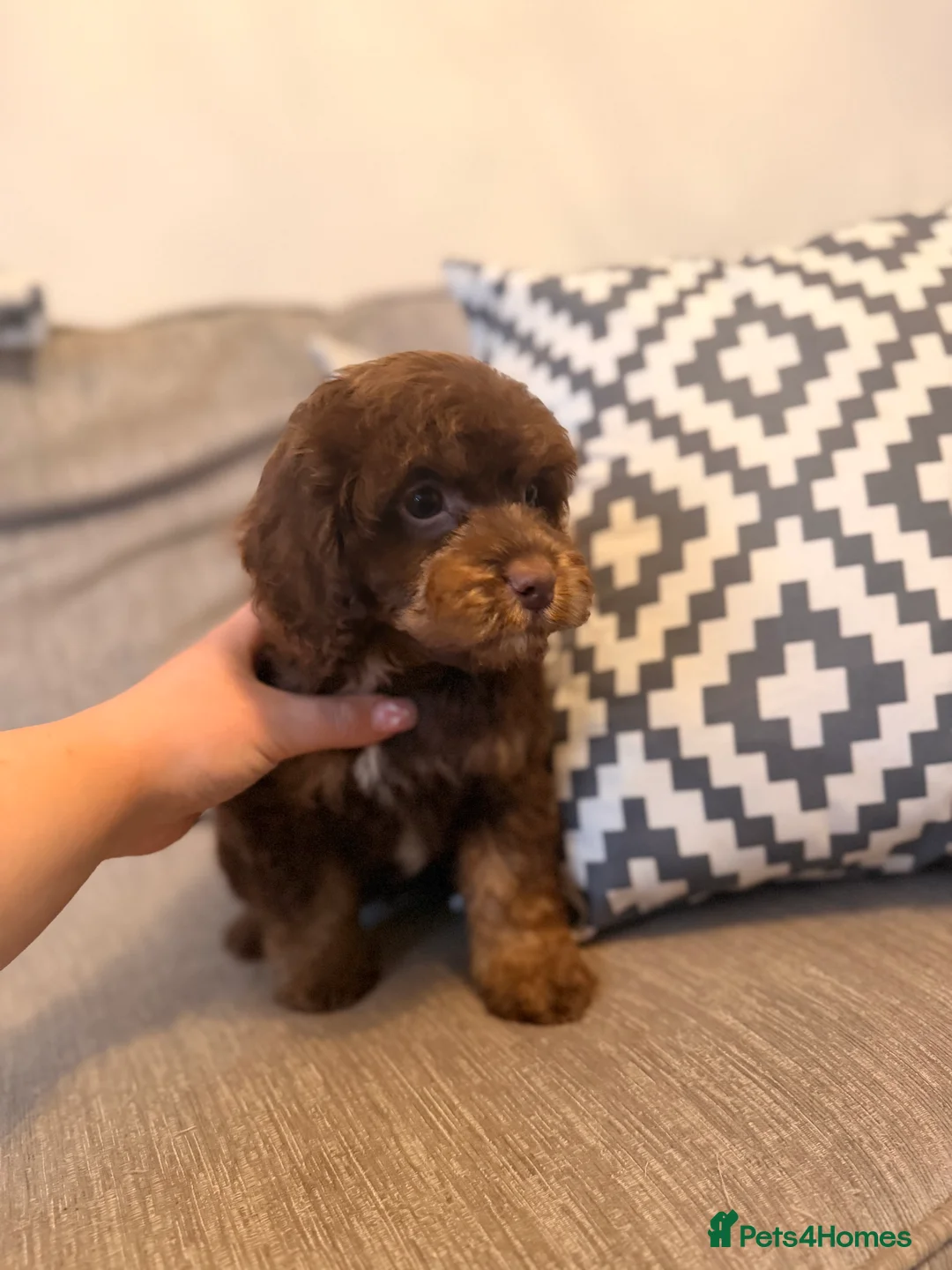 Cockapoo dogs for sale: LAST BOY REDUCED- Health Tested toy cockerpoos  - Advert 1