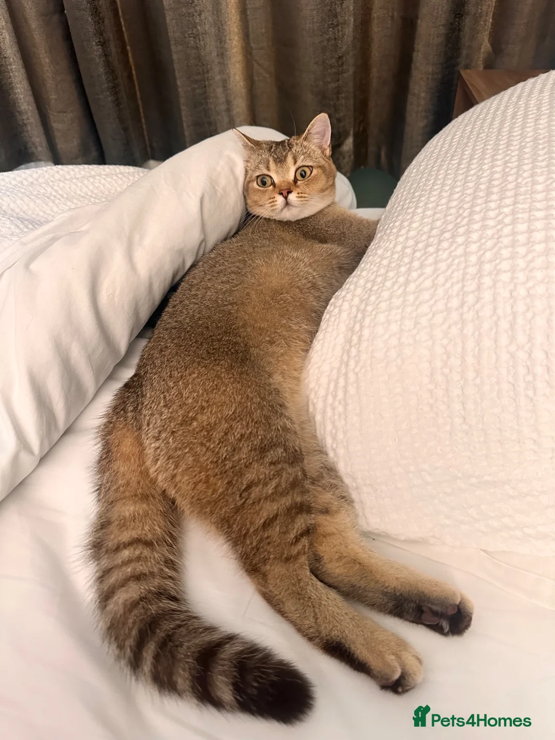 British Shorthair cats for sale: Golden British Shorthair for sale in Kettering - Advert 2