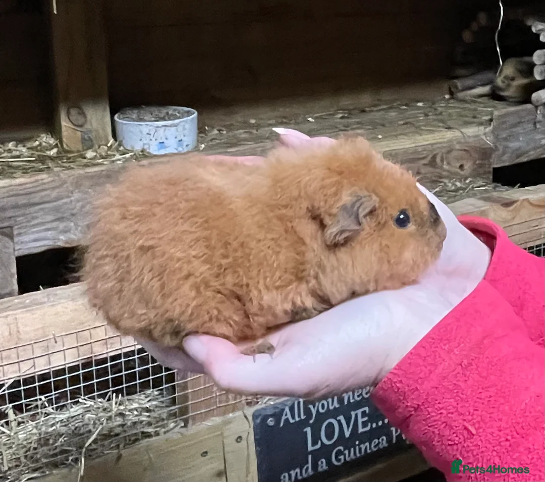 Guinea Pig rodents for sale: TWO BONDED GUINEA PIG BABY SISTERS  - Advert 4