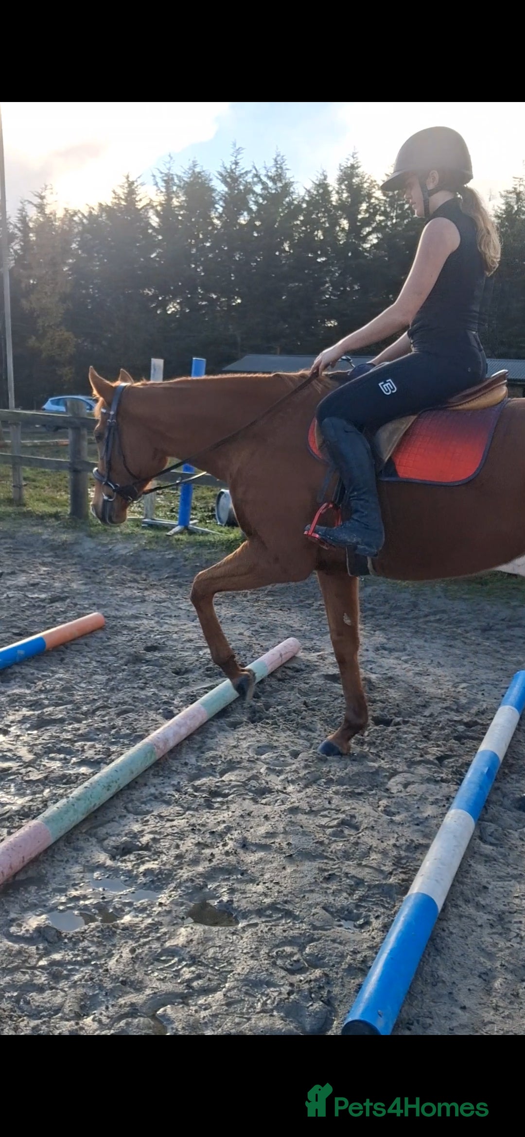 English Thoroughbred horses for sale: Super safe anyones ride - Advert 14