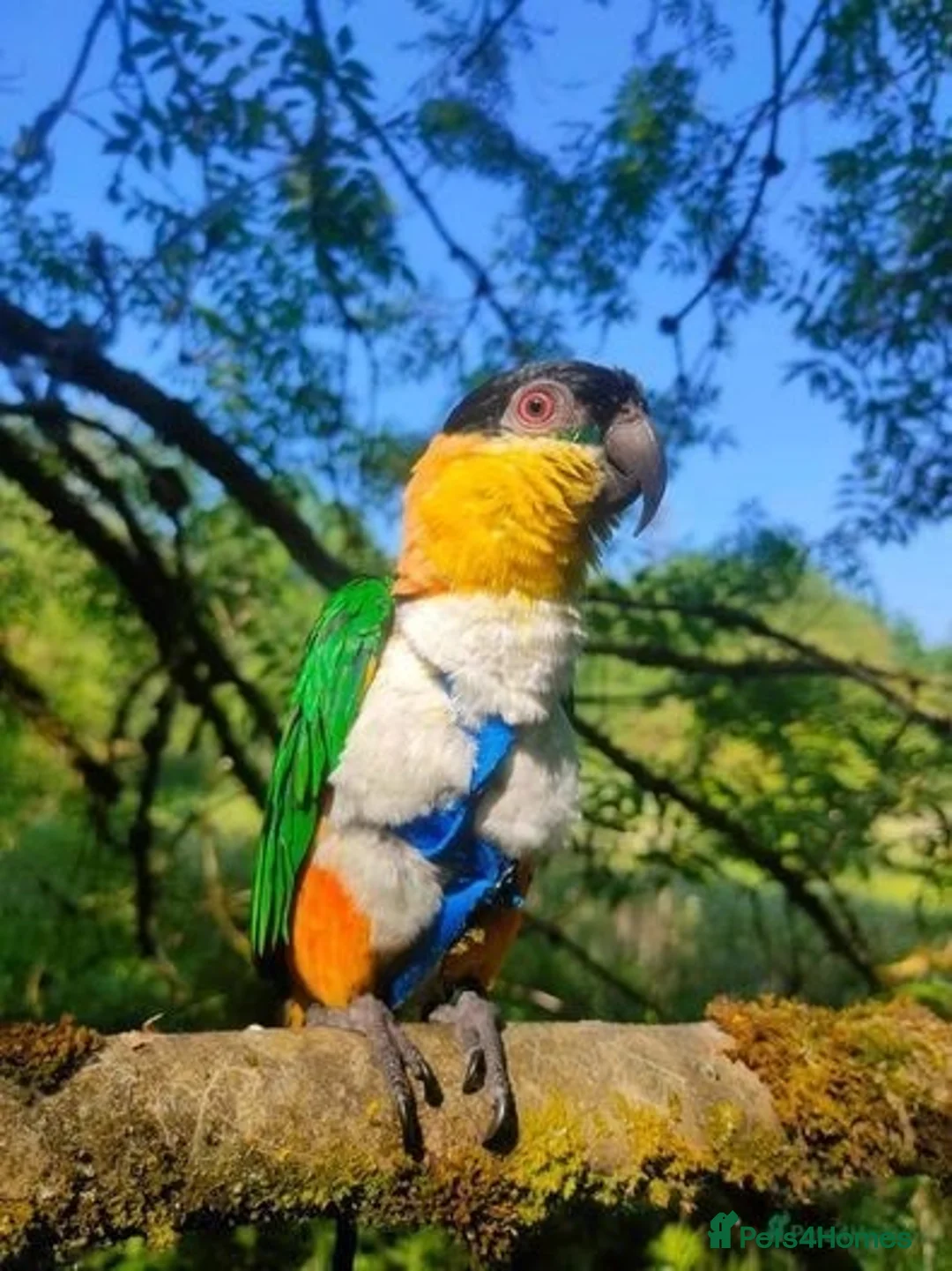 Parrots birds for sale: Mojo 4 year old Tame male Black Capp carique  - Advert 9