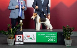Fox Terrier dogs for sale: Exceptional Wire Haired Fox Terrier Puppies  - Image 17
