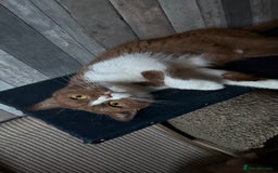 British Shorthair cats for sale:  Tica cinnamons BSH kittens - Image 13