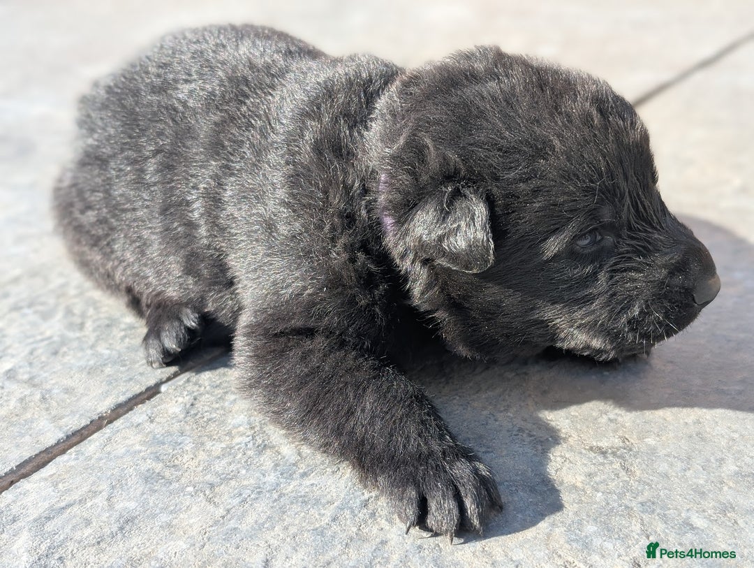 German Shepherd dogs for sale: Gorgeous Black German Shepherd Puppies. - Image 29