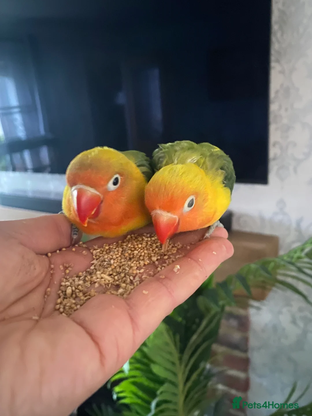 Lovebirds birds for sale: Young love bird pair with cage in Newton Aycliffe - Advert 1