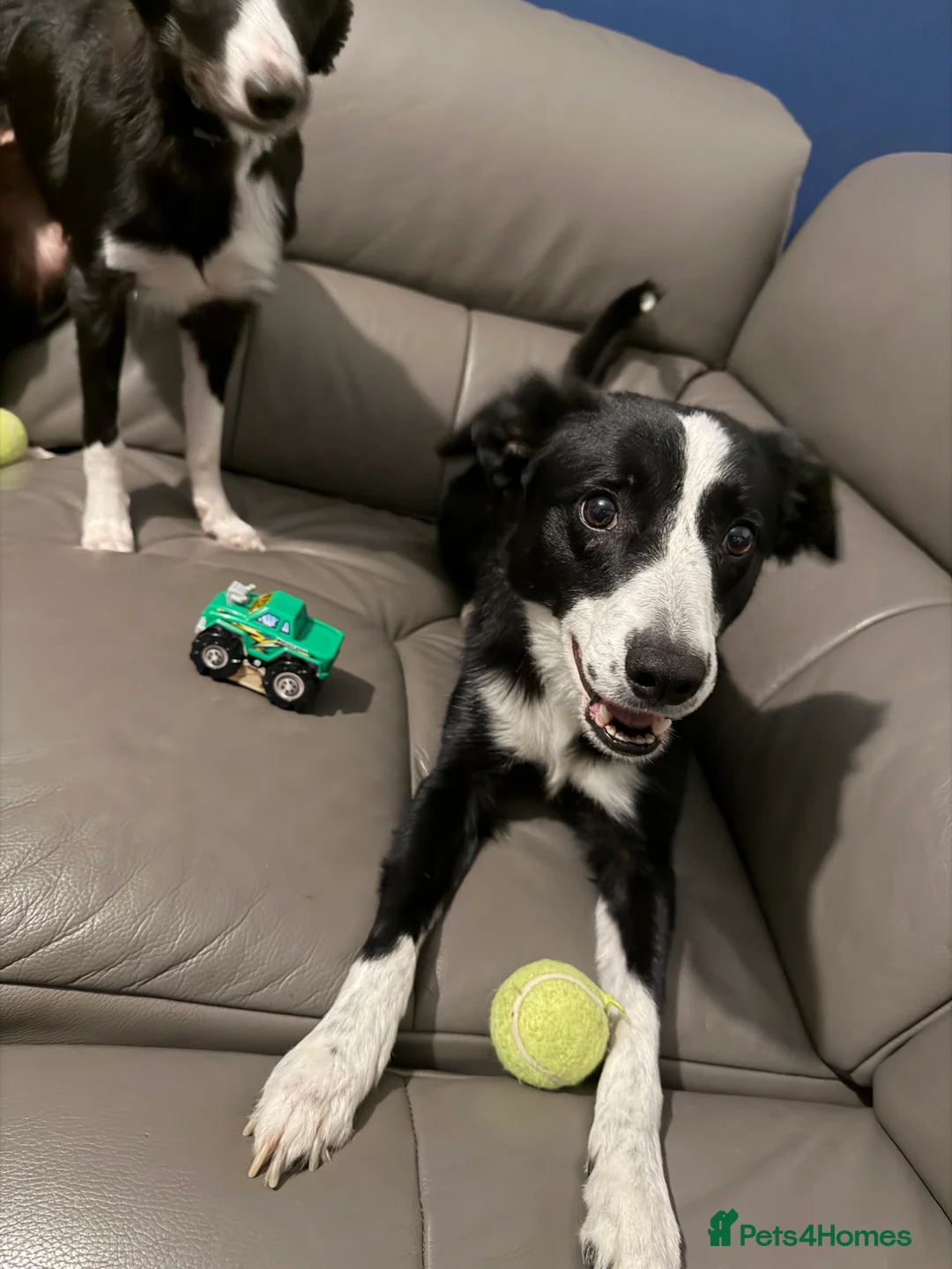 Border Collie dogs for sale: Red the collie  - Advert 1