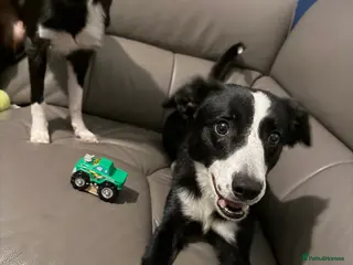 Border Collie dogs Red the collie - Advert 1