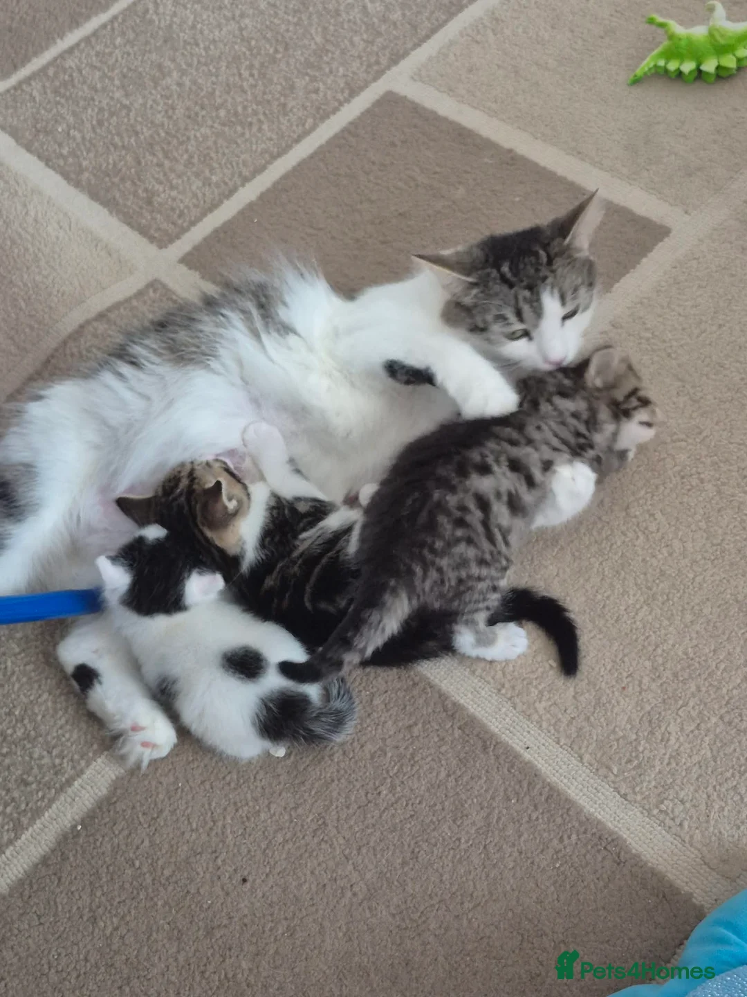Mixed Breed cats for sale: Kittens in Airdrie - Advert 1