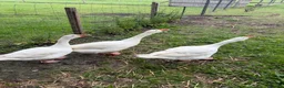 Geese poultry for sale: 3 geese looking for new home  in Langport - Advert 1