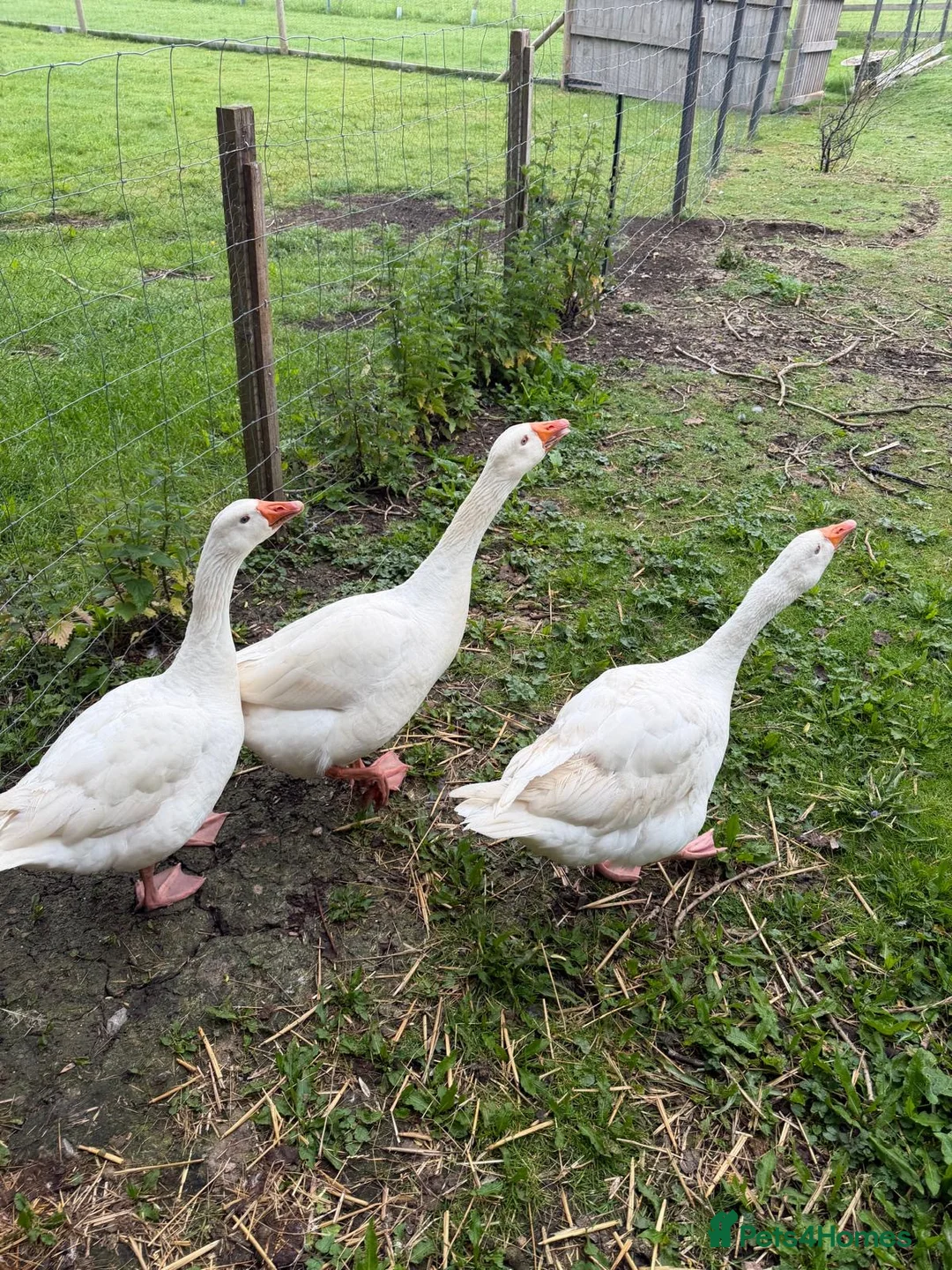 Geese poultry for sale: 3 geese looking for new home  in Langport - Advert 1