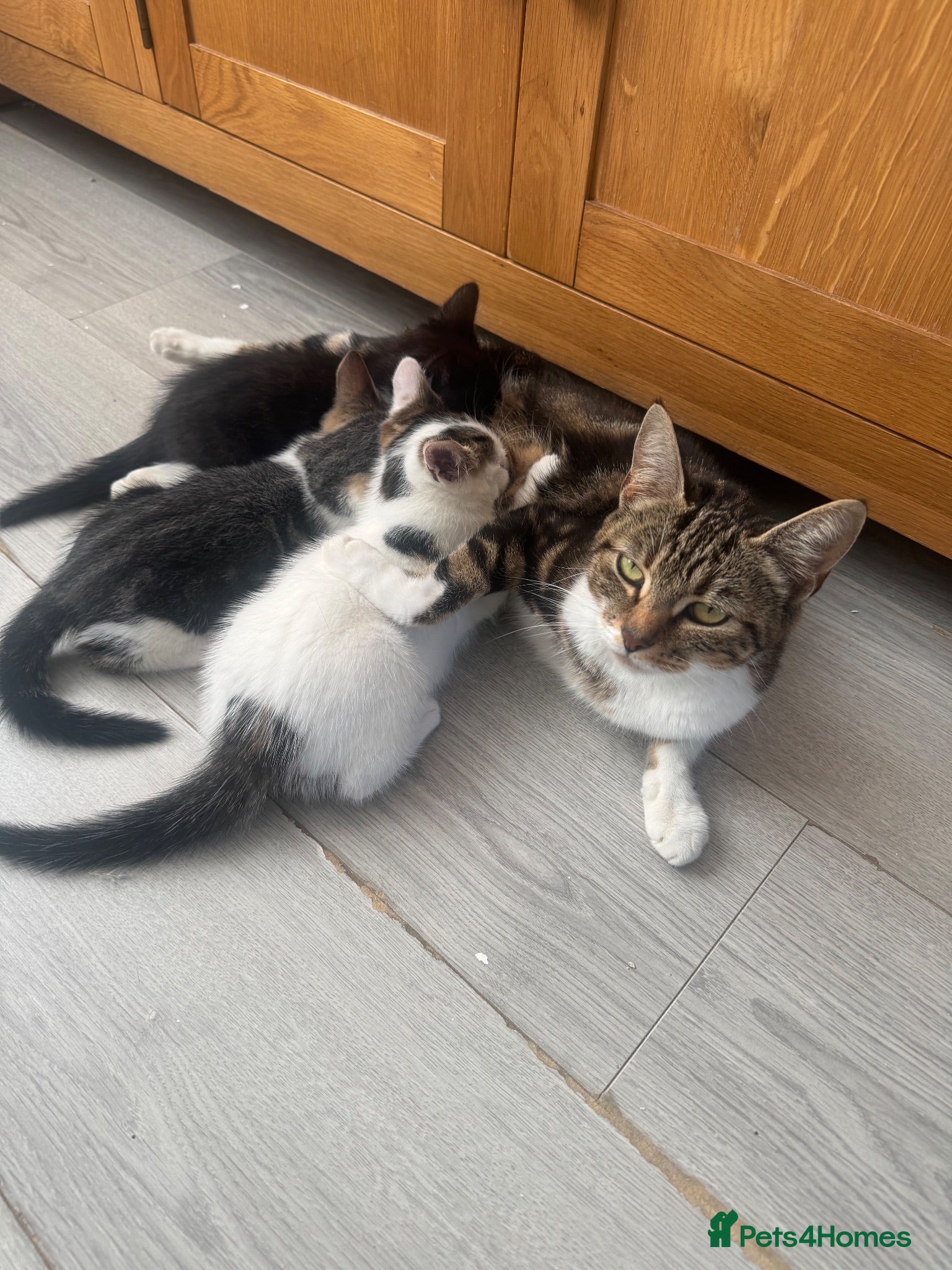 Mixed Breed cats 3 beautiful kittens ready for homes this weekend  - Advert 2