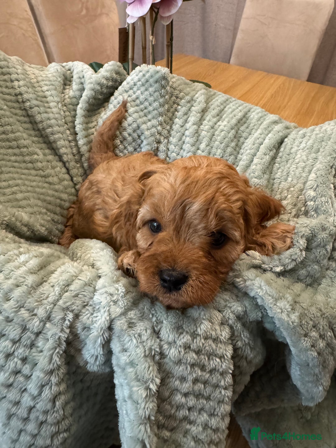 Cavapoo dogs for sale: Cavapoo puppies - Advert 6