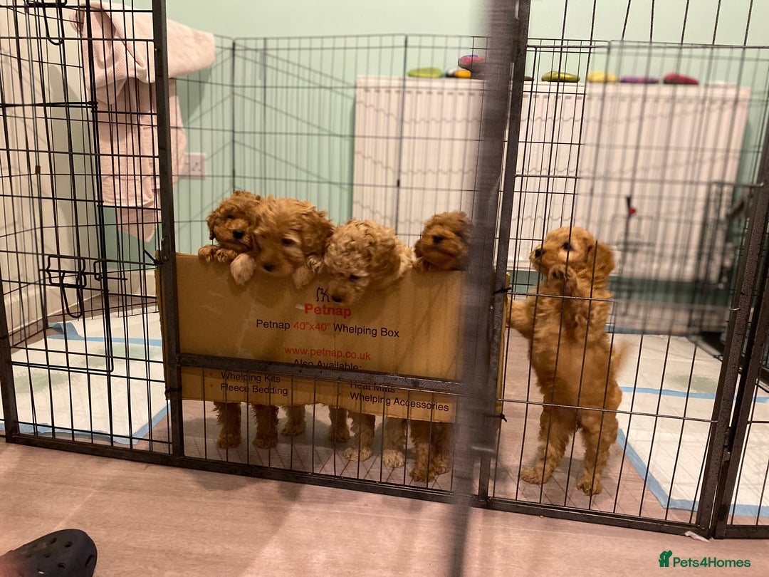 Mixed Breed dogs for sale: Miniature Double Doodles - Advert 10