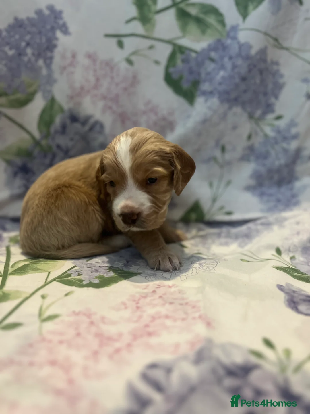 Cocker Spaniel dogs for sale: Working cocker spaniel puppies - Advert 11