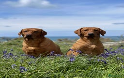 Labrador Retriever dogs for sale: KC Reg Fox red labrador litter of 6 dogs 4 bitches - Image 11