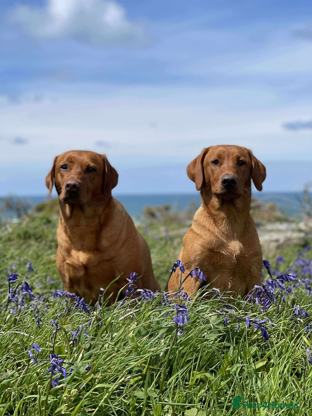 Labrador Retriever dogs for sale: KC Reg Fox red labrador litter of 6 dogs 4 bitches - Image 11