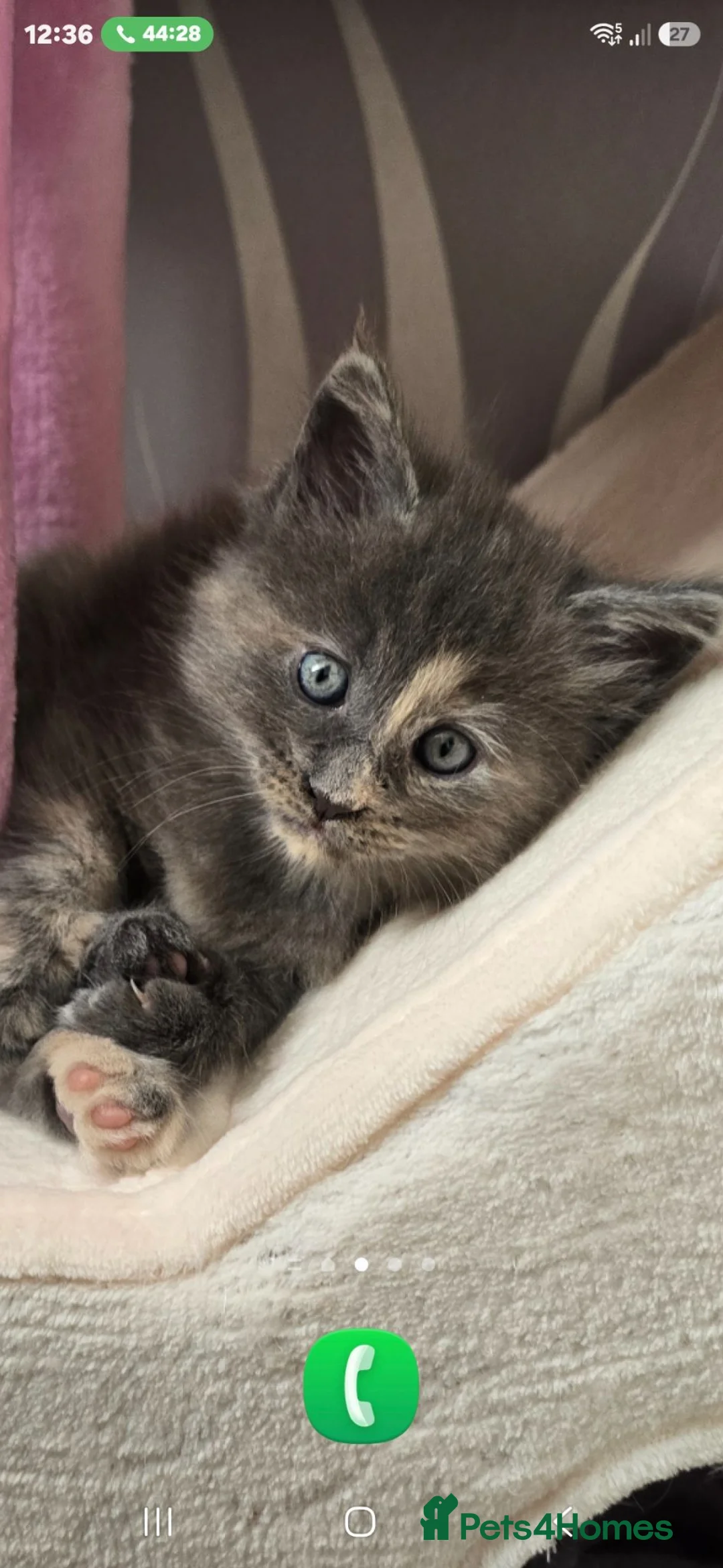 Maine Coon cats for sale: Kitten  - Advert 2