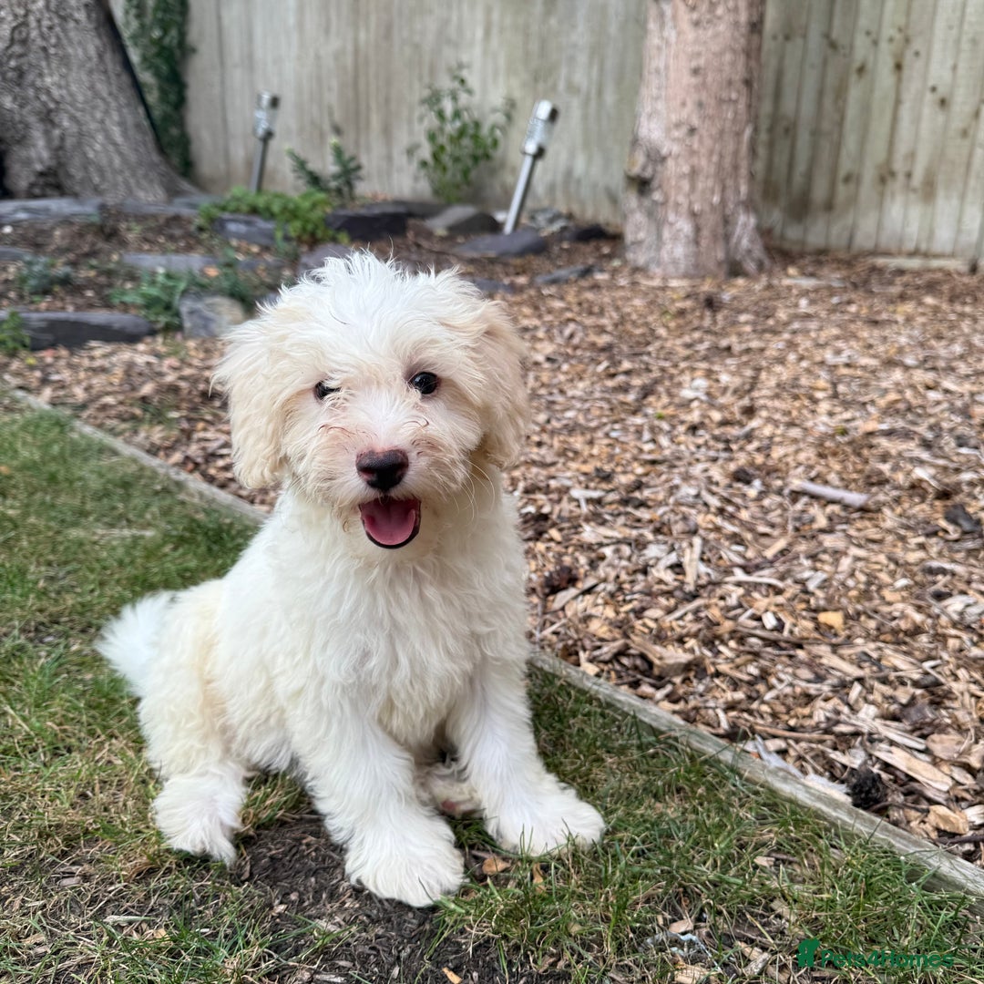 Cavapoo dogs for sale: FULLY VACCINATED Cavapoo Pups LICENSED BREEDER in Southampton - Image 12