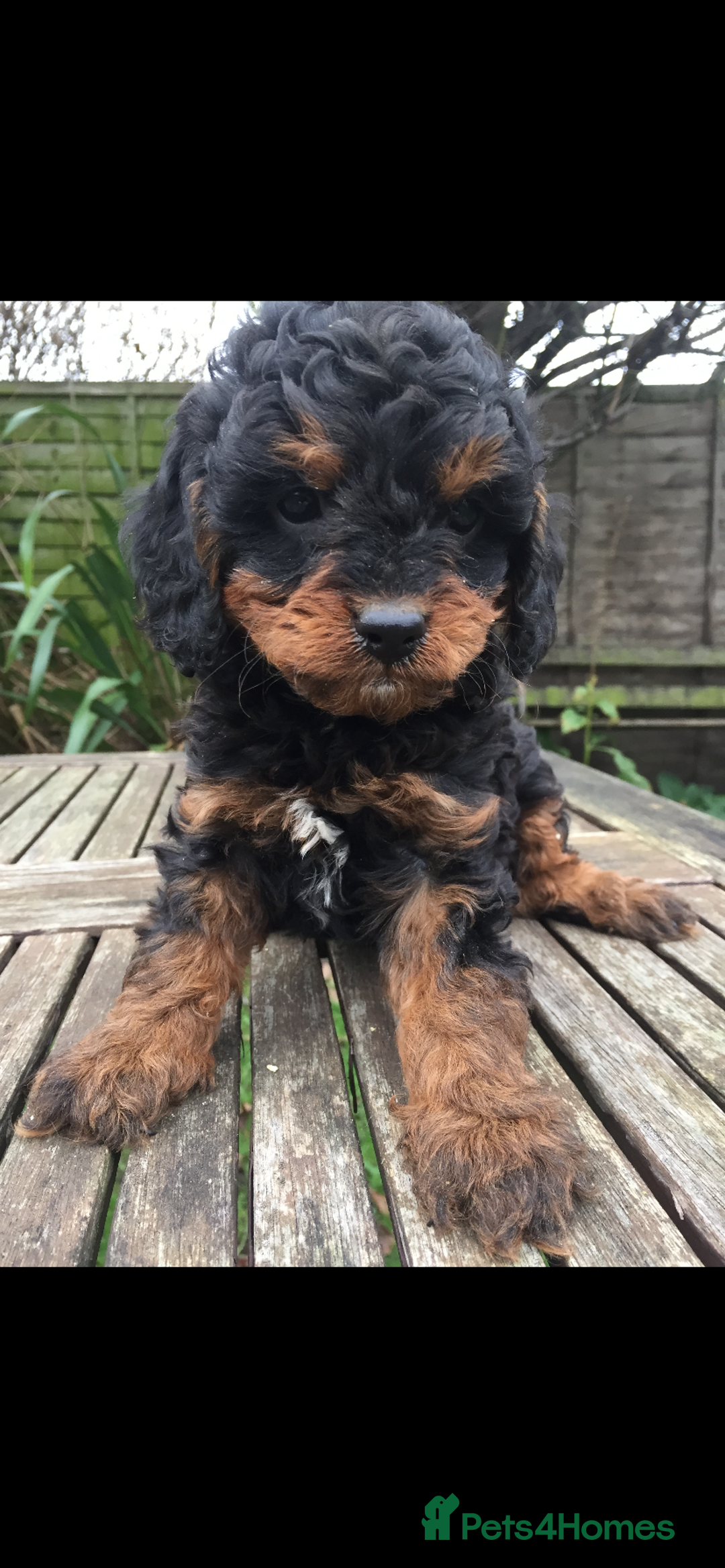 Cavapoo dogs for sale: F1 CAVAPOO BLACK AND TAN BOY.  - Advert 2