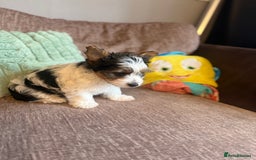 Biewer Terrier dogs for sale: 🐾Last Male Puppy Availavle- Meet Max!🐾 - Image 5