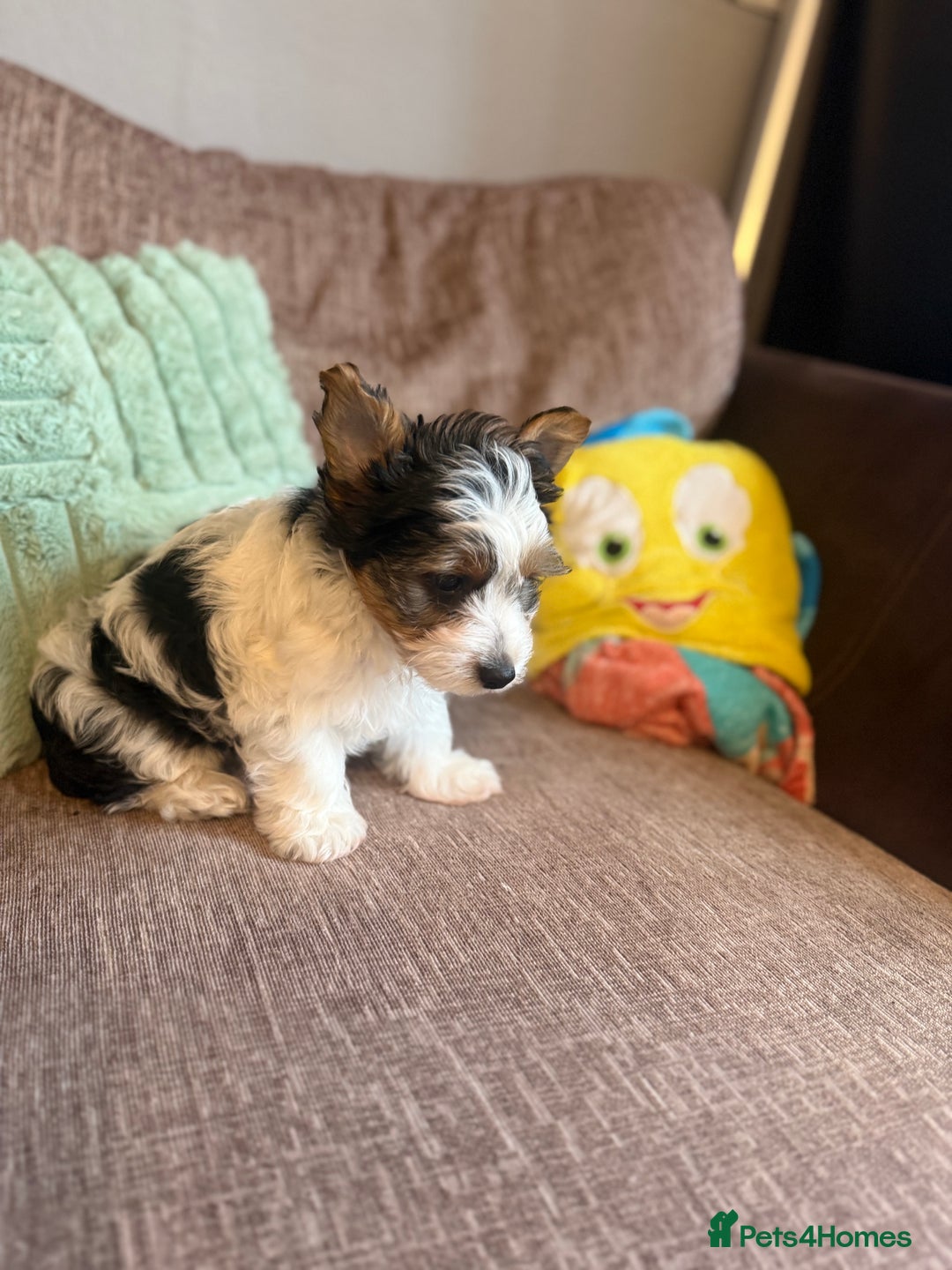 Biewer Terrier dogs for sale: 🐾Last Male Puppy Availavle- Meet Max!🐾 - Image 5