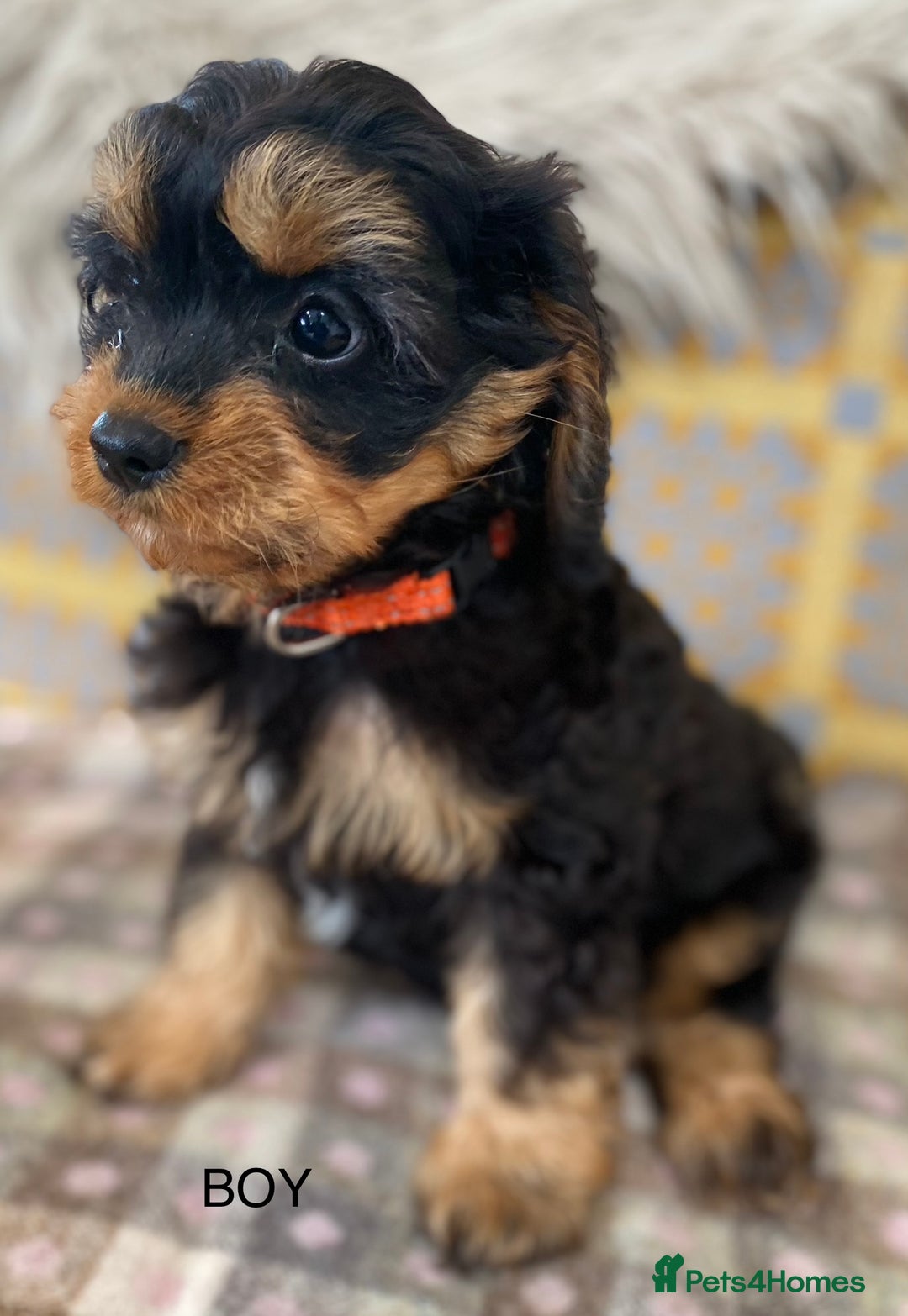 Cavapoo dogs for sale: Black and Tan Cavapoos - Image 8
