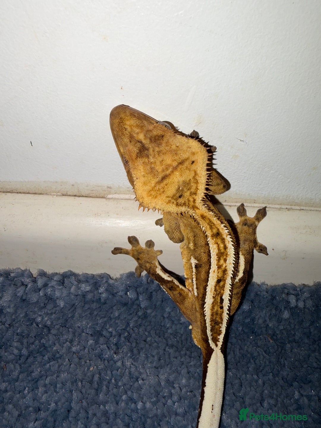Gecko reptiles for sale: Orange Phantom Pinstripe - Advert 3