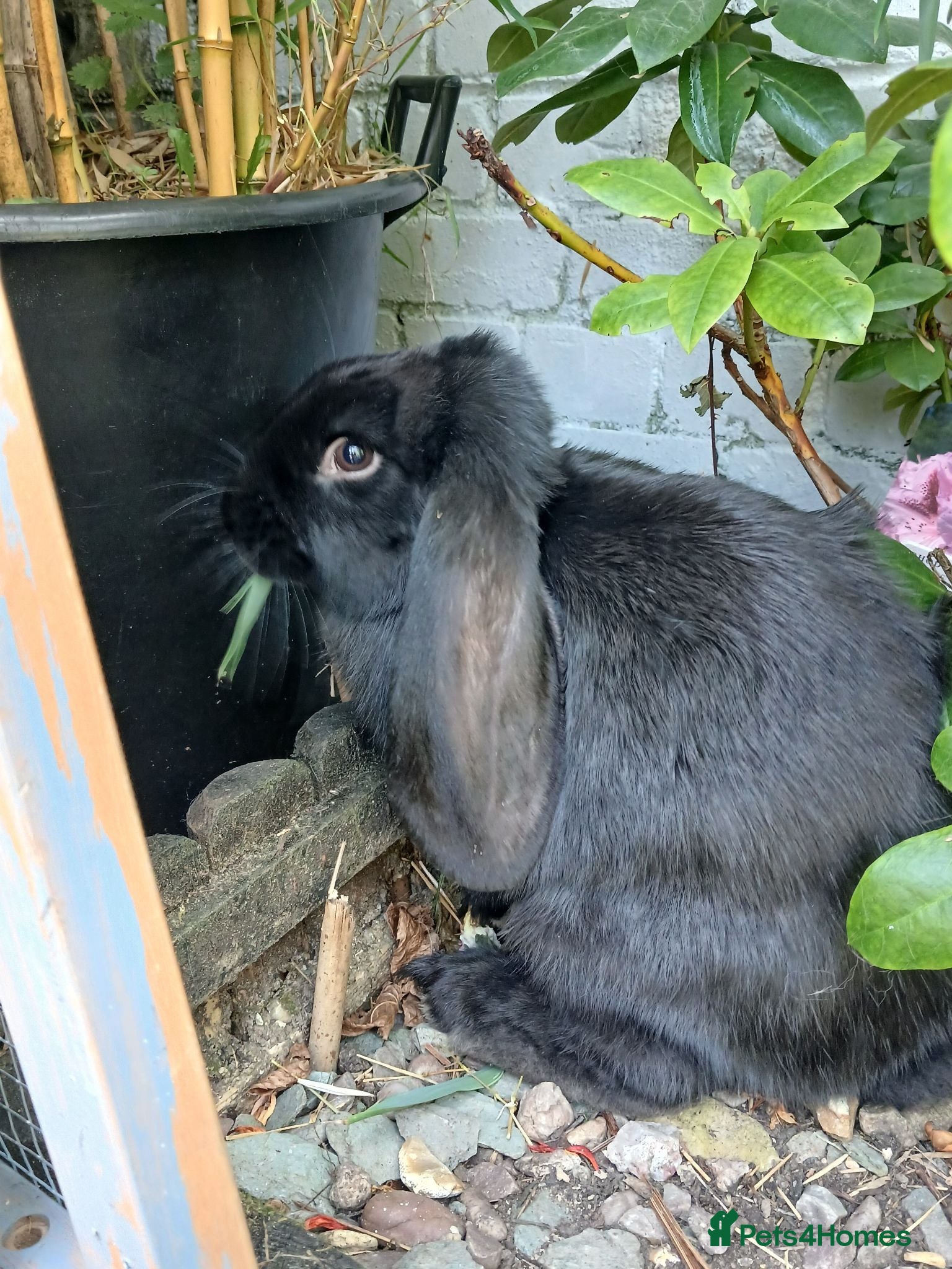 British Giant rabbits Black 3 month female giant french lop - Advert 1