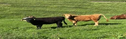 Cows & Bulls livestock for sale: Dexter x Galloway Cows and Dexter Bull for sale  - Advert 10