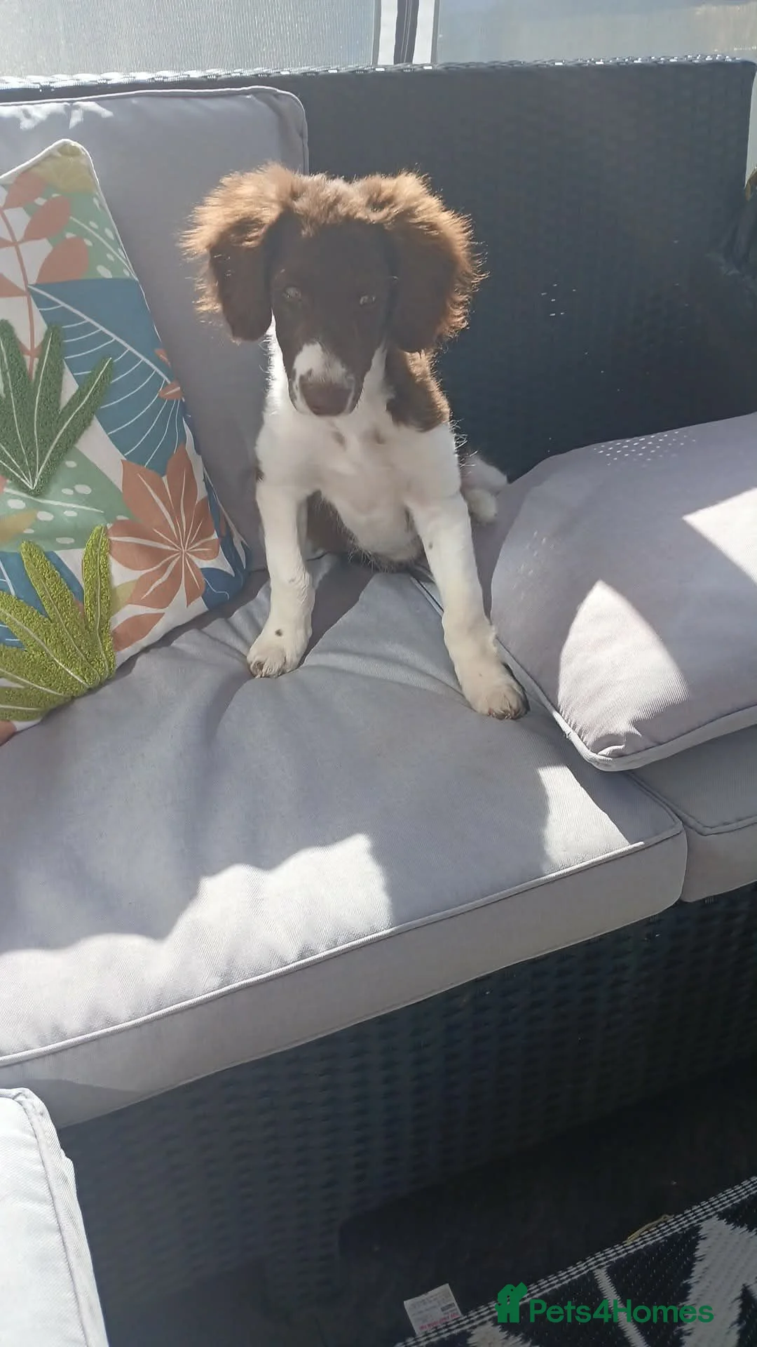 Mixed Breed dogs for sale: Beautiful Collie x Spaniel - Advert 4