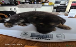 German Shepherd dogs for sale: German Shepard KC Reg Puppies in Scunthorpe - Image 32
